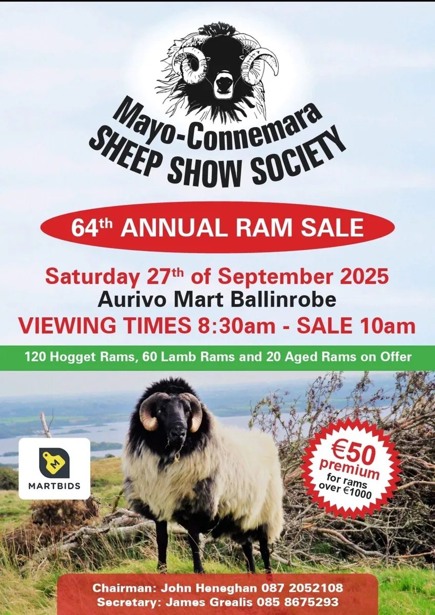 Mayo Connemara Ram Sale - Image 1