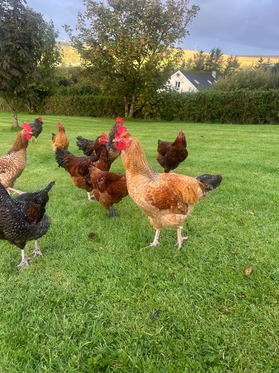 Roosters - Image 1