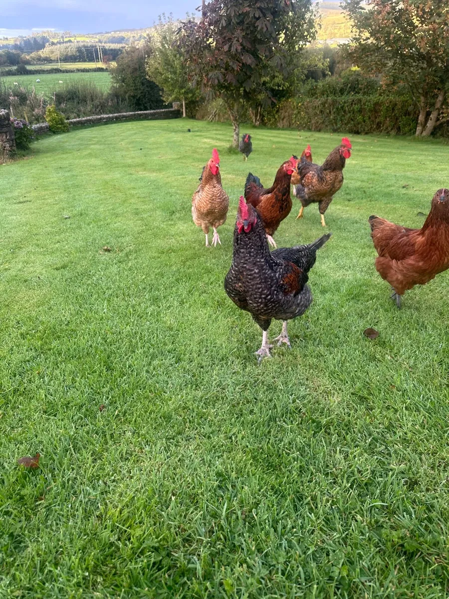 Roosters - Image 2