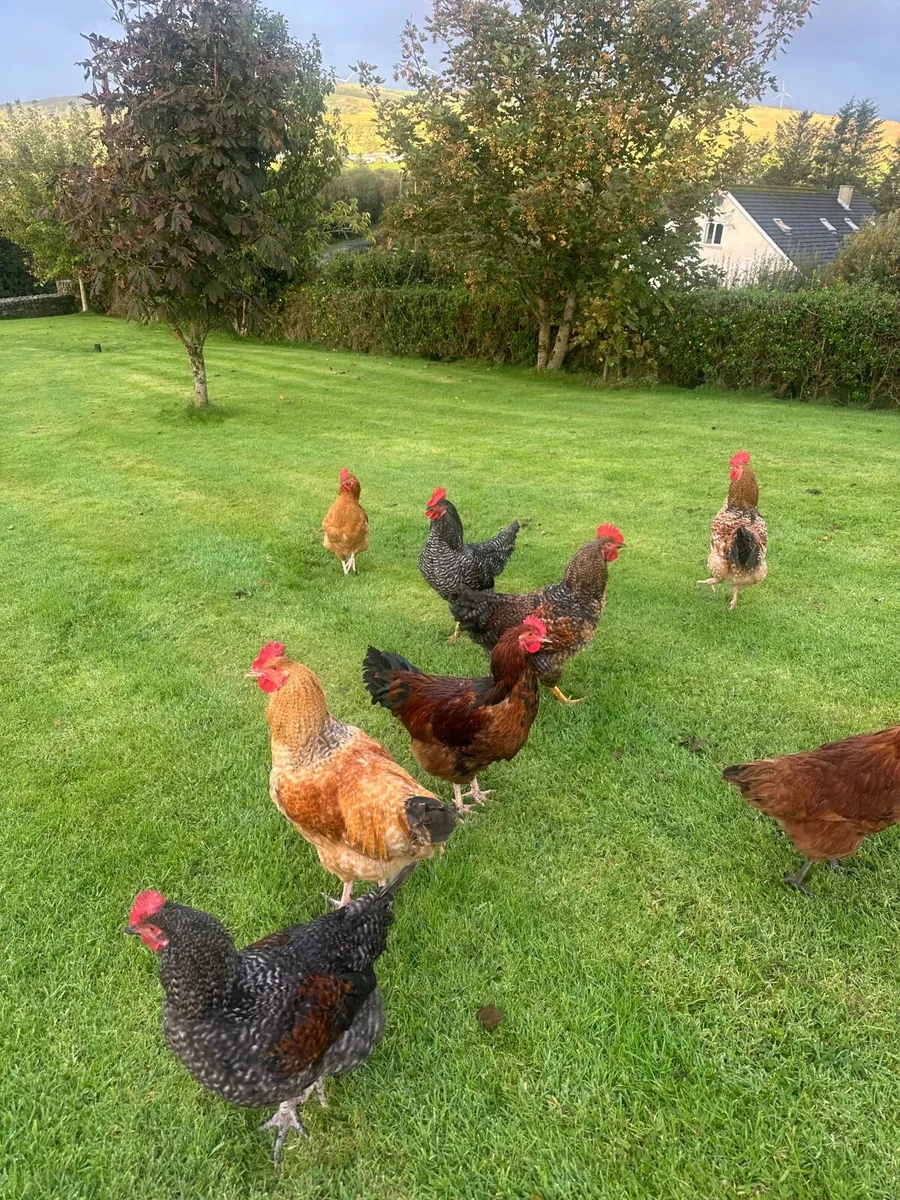 Roosters - Image 3