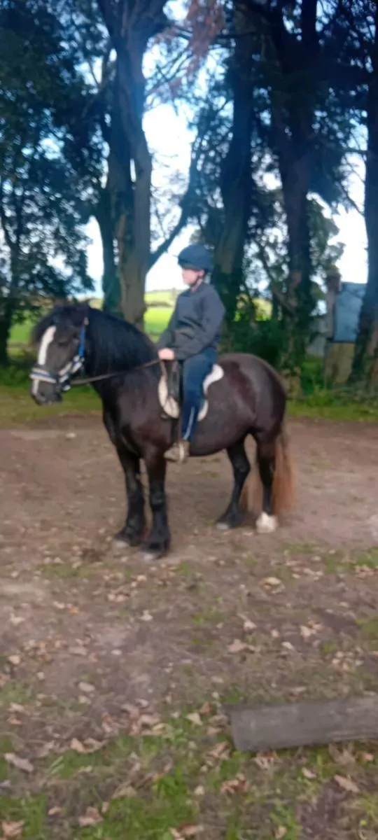 Selection of poneys!! - Image 1