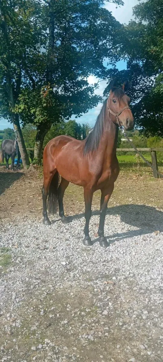 Selection of poneys!! - Image 1