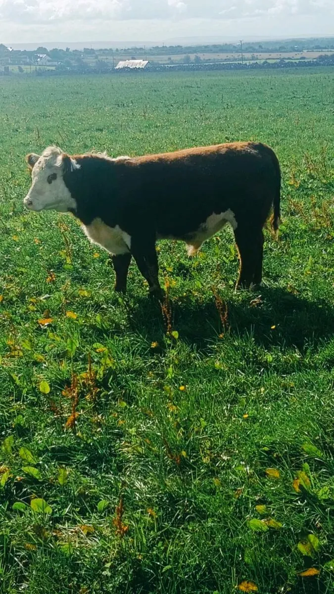 Pedigree Hereford Bull - Image 1