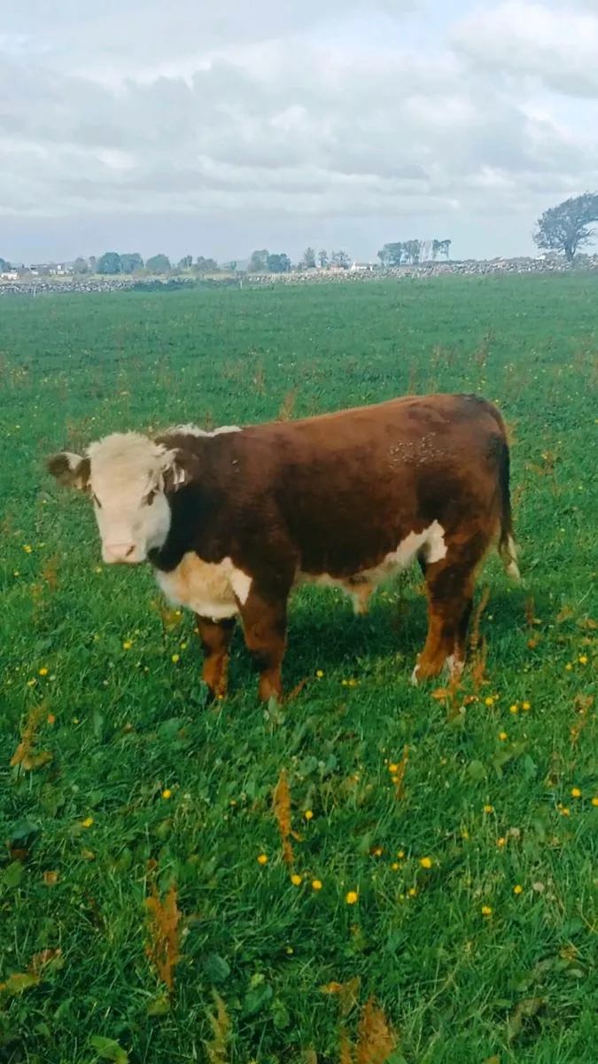 Pedigree Hereford Bull - Image 2