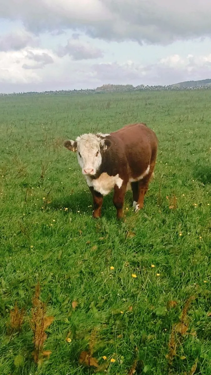 Pedigree Hereford Bull - Image 3