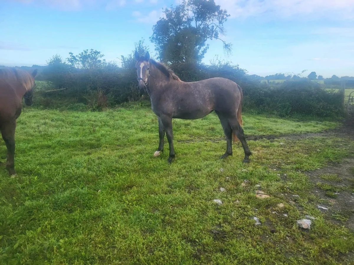 Irish draught yearling FILLY - Image 2