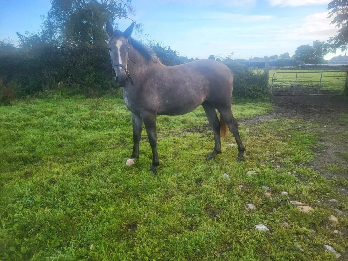 Irish draught yearling FILLY - Image 3