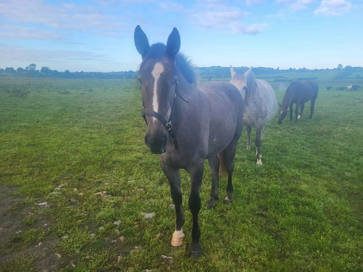 Irish draught yearling FILLY - Image 4