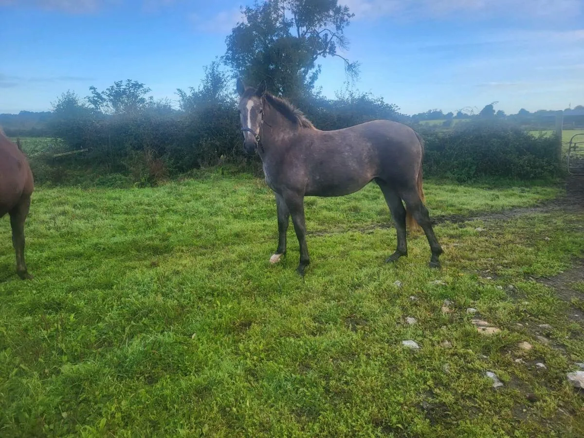 Irish draught yearling FILLY - Image 1