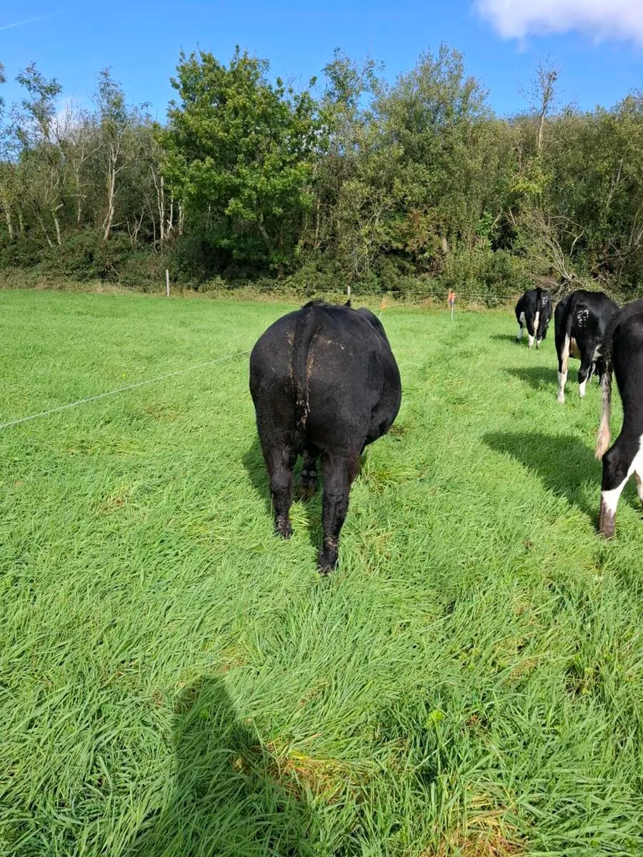 AA bull - Image 1