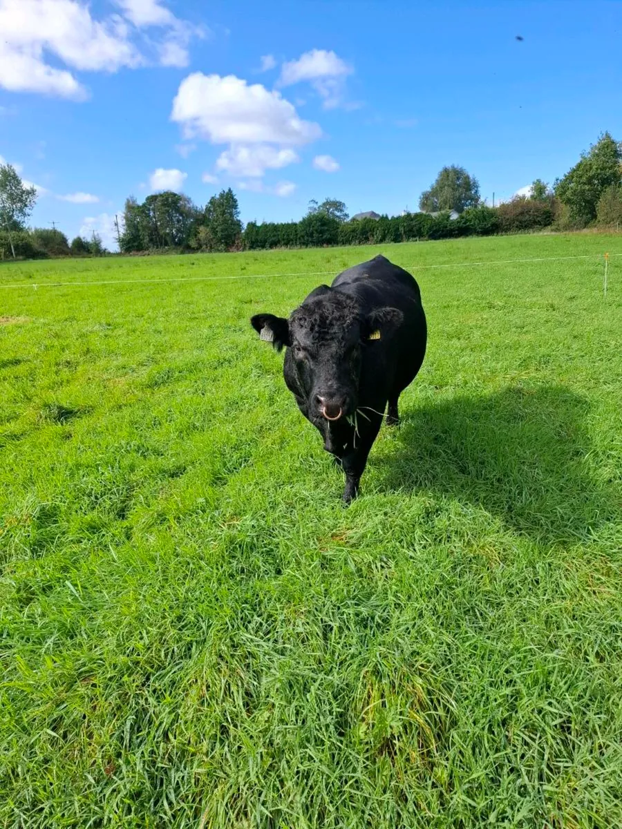 AA bull - Image 2