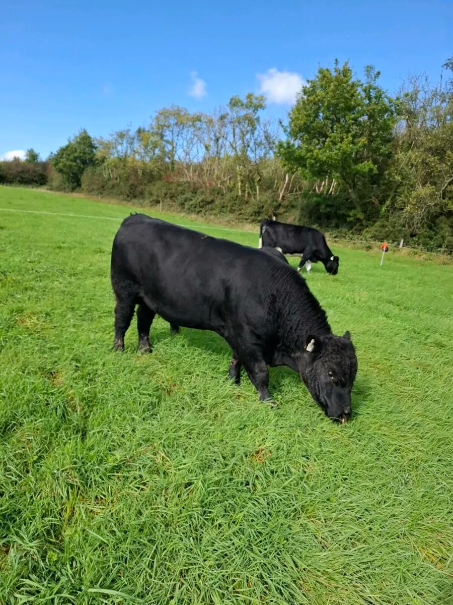 AA bull - Image 3