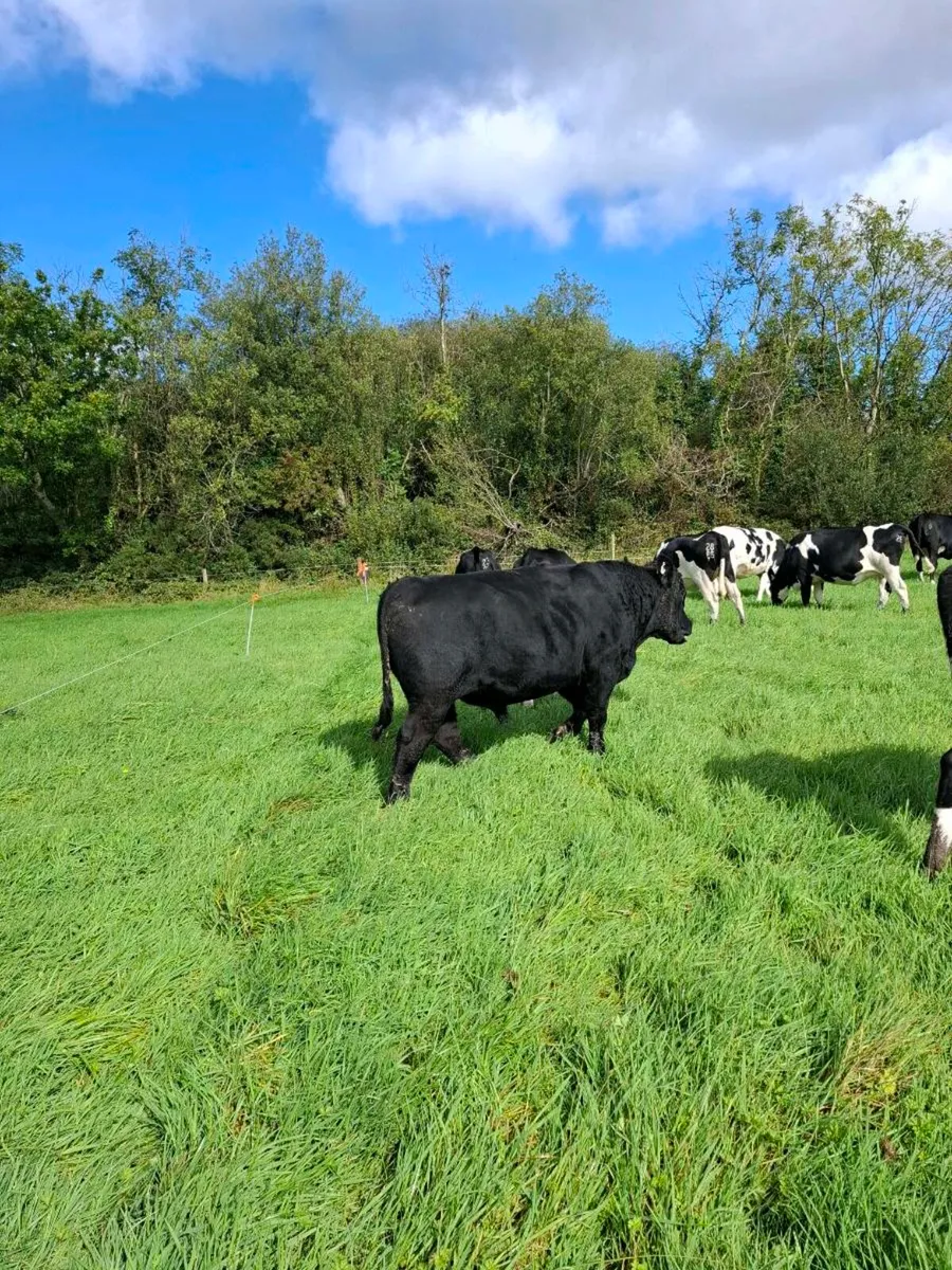 AA bull - Image 4