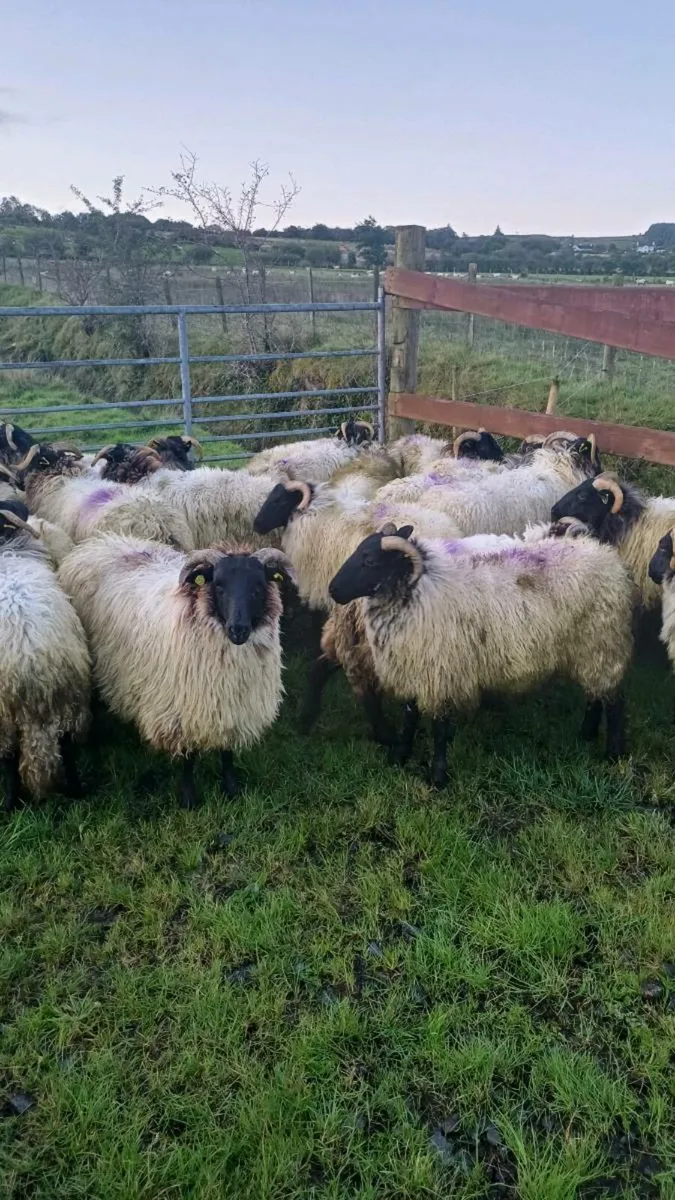 25 SUPER CONNEMARA HOGGETS - Image 1