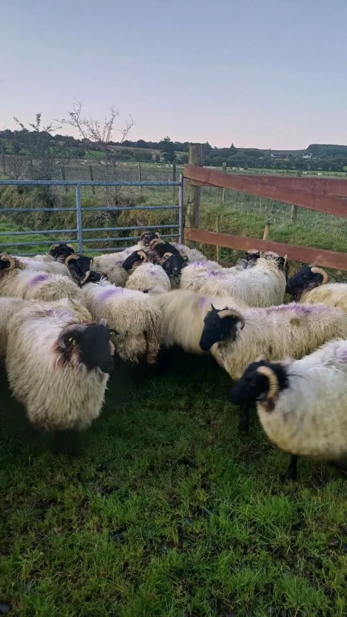 25 SUPER CONNEMARA HOGGETS - Image 2