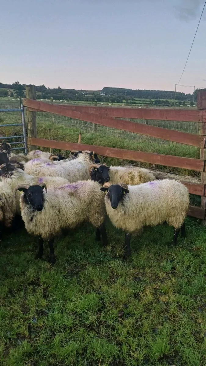 25 SUPER CONNEMARA HOGGETS - Image 3
