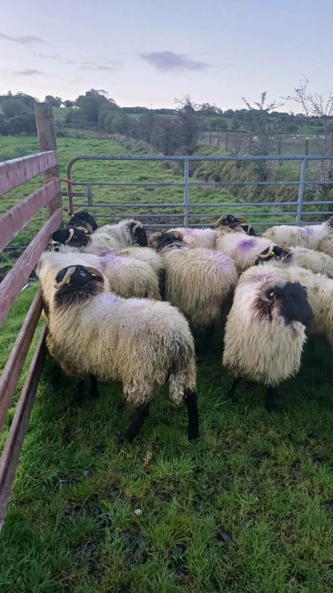 25 SUPER CONNEMARA HOGGETS - Image 4