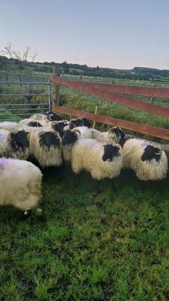 🔥🔥 25 SUPER CONNEMARA HOGGS 🔥🔥 - Image 1