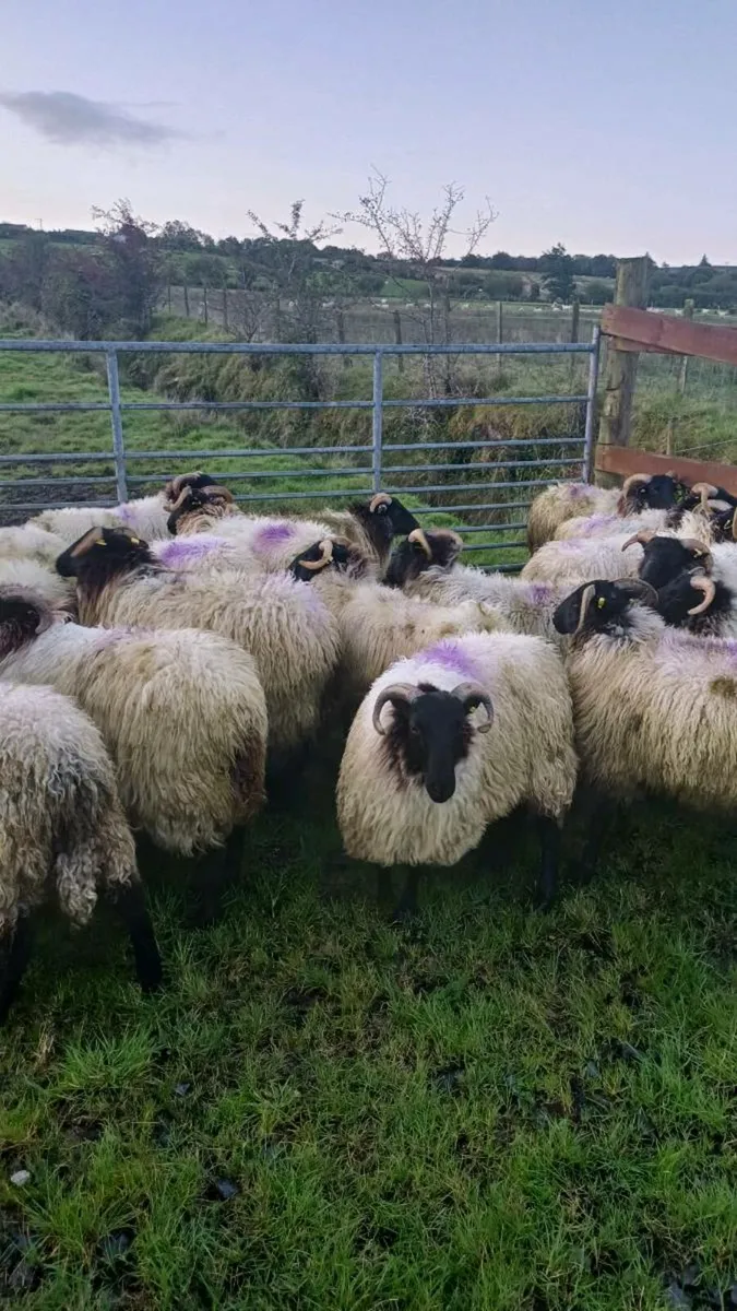 🔥🔥 25 SUPER CONNEMARA HOGGS 🔥🔥 - Image 4