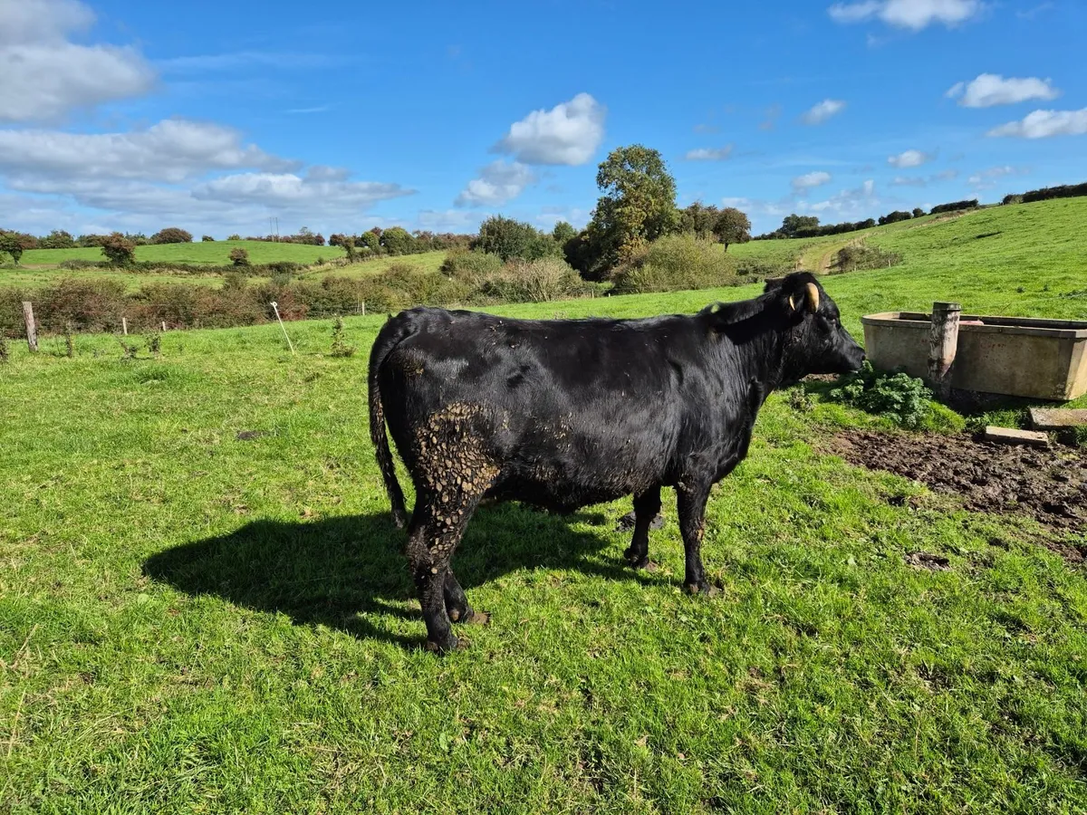 Beef cattle - Image 2