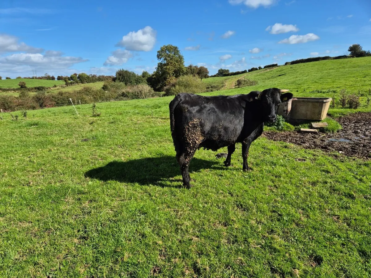 Beef cattle - Image 3