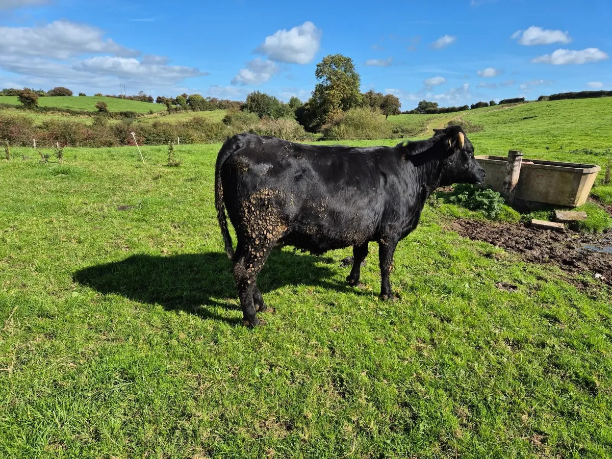 Beef cattle - Image 4
