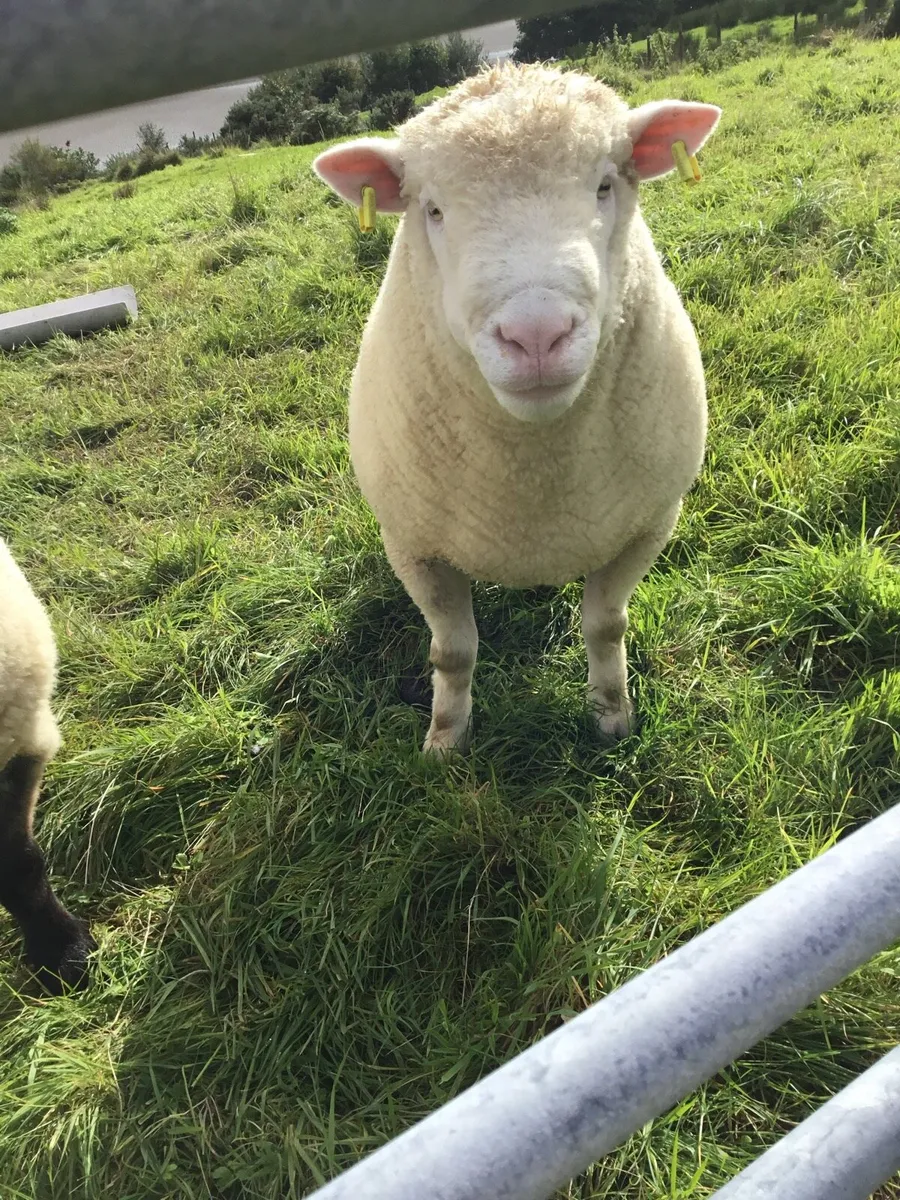 Dorset Ramb pb - Image 1