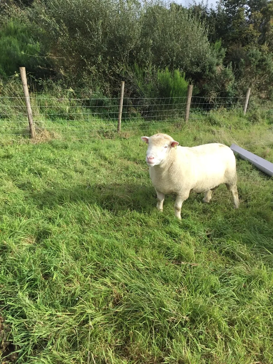 Dorset Ramb pb - Image 2