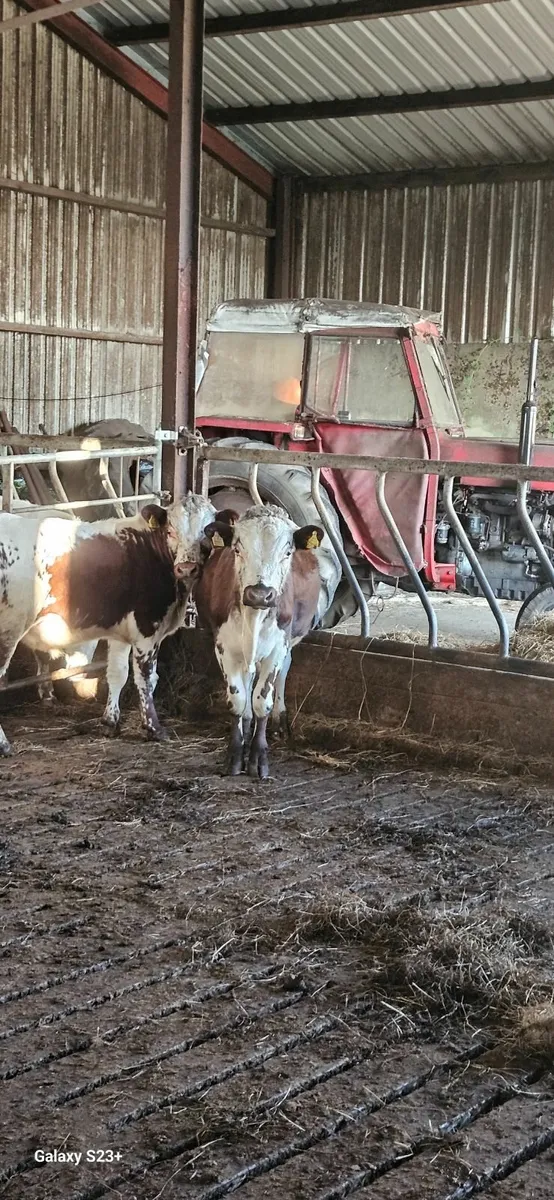 2 purebred bulls for sale - Image 1