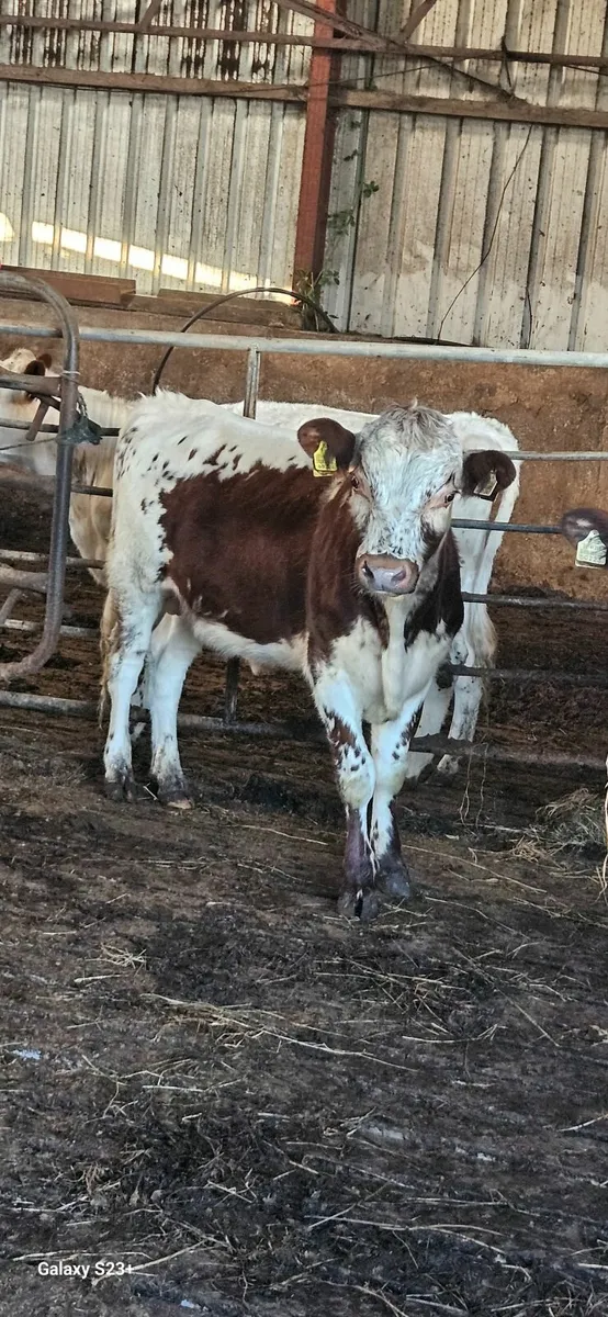 2 purebred bulls for sale - Image 2