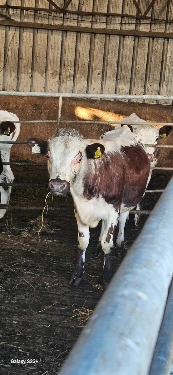 2 purebred bulls for sale - Image 3