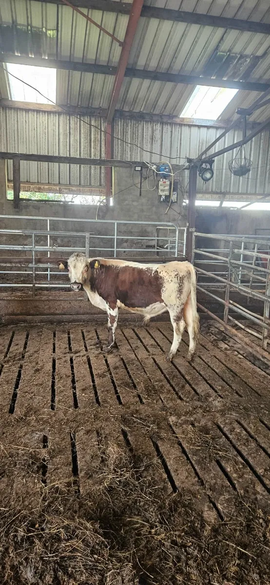 2 purebred bulls for sale - Image 4