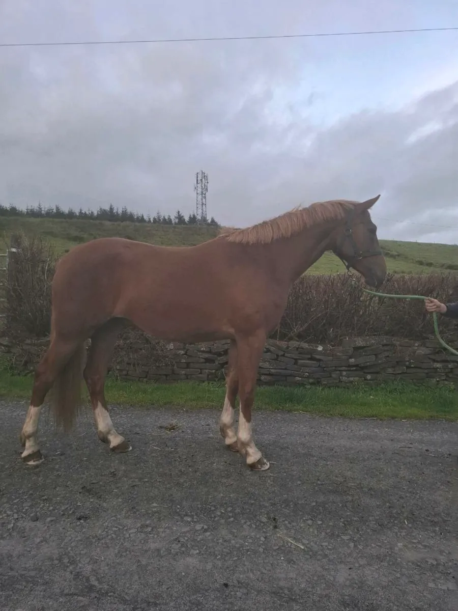 3 Year Old Irish Draught Gelding - Image 1