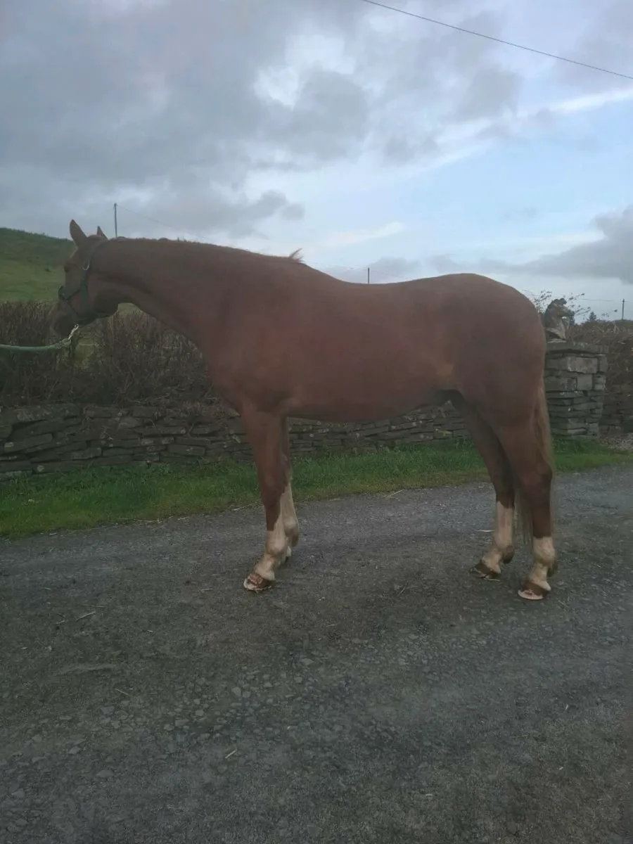 3 Year Old Irish Draught Gelding - Image 4