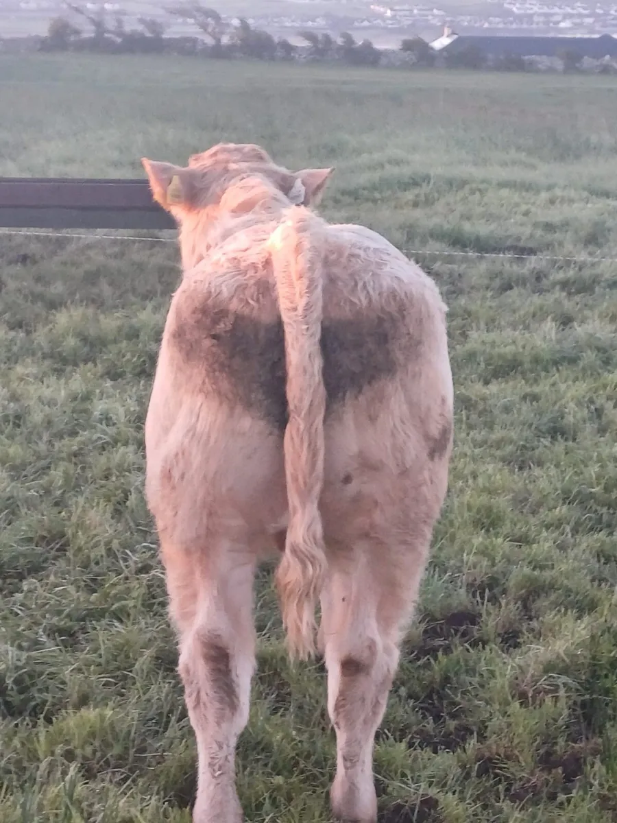 AI bred Charolais weanlings Ennis Mart Tomorrow - Image 2