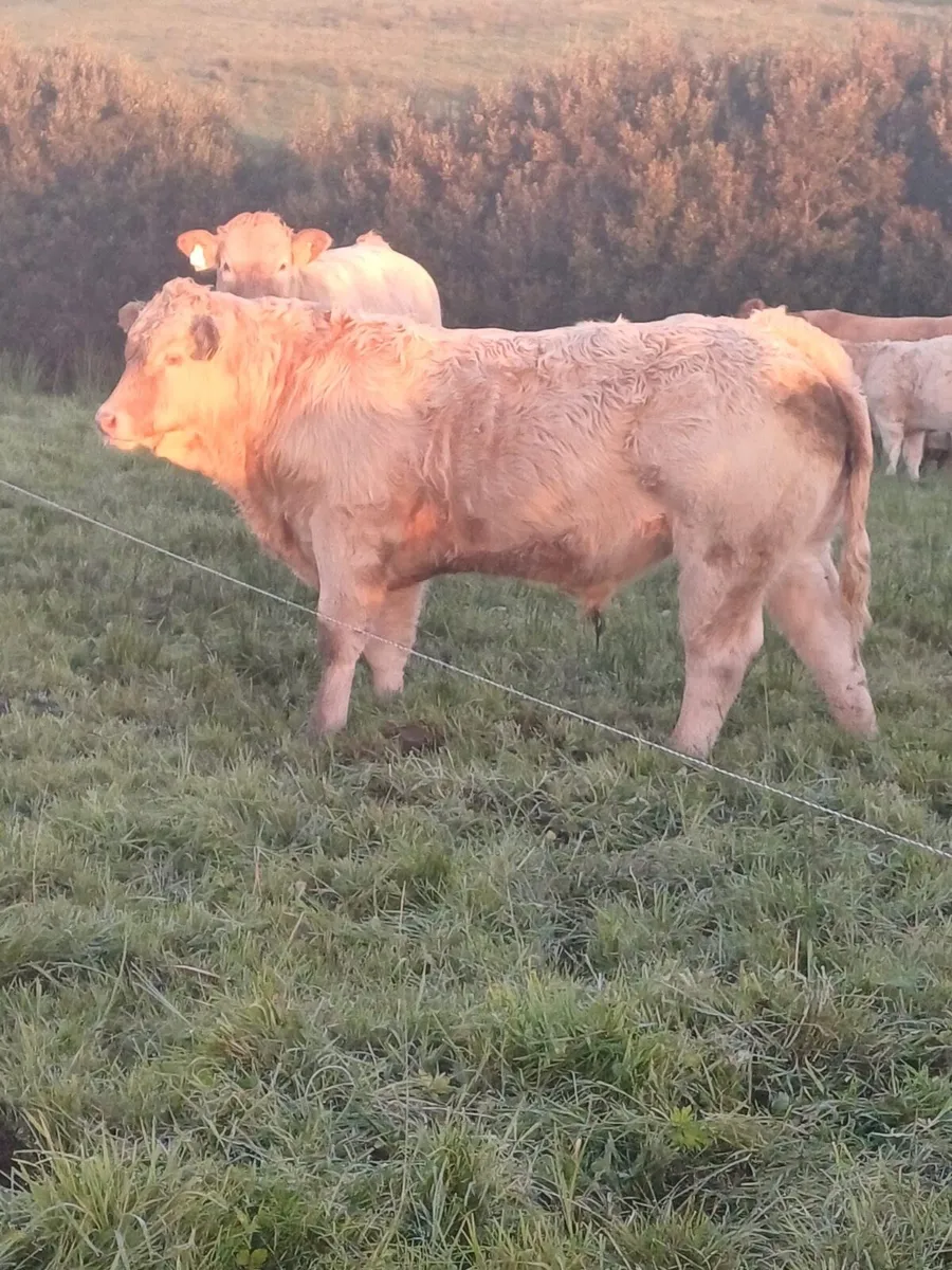 AI bred Charolais weanlings Ennis Mart Tomorrow - Image 4