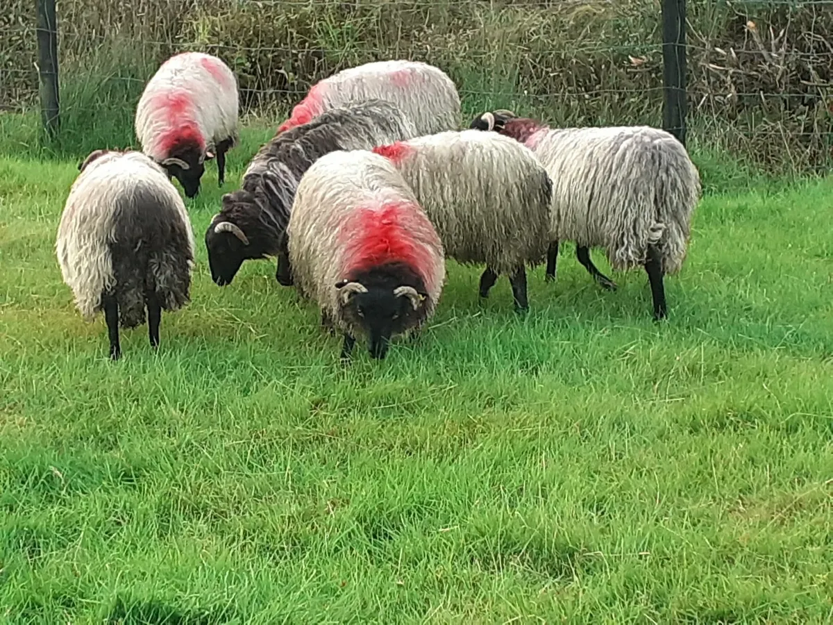 💥 💥💥7 Mayo Connemara Blackface Ewe Lambs💥💥💥 - Image 2