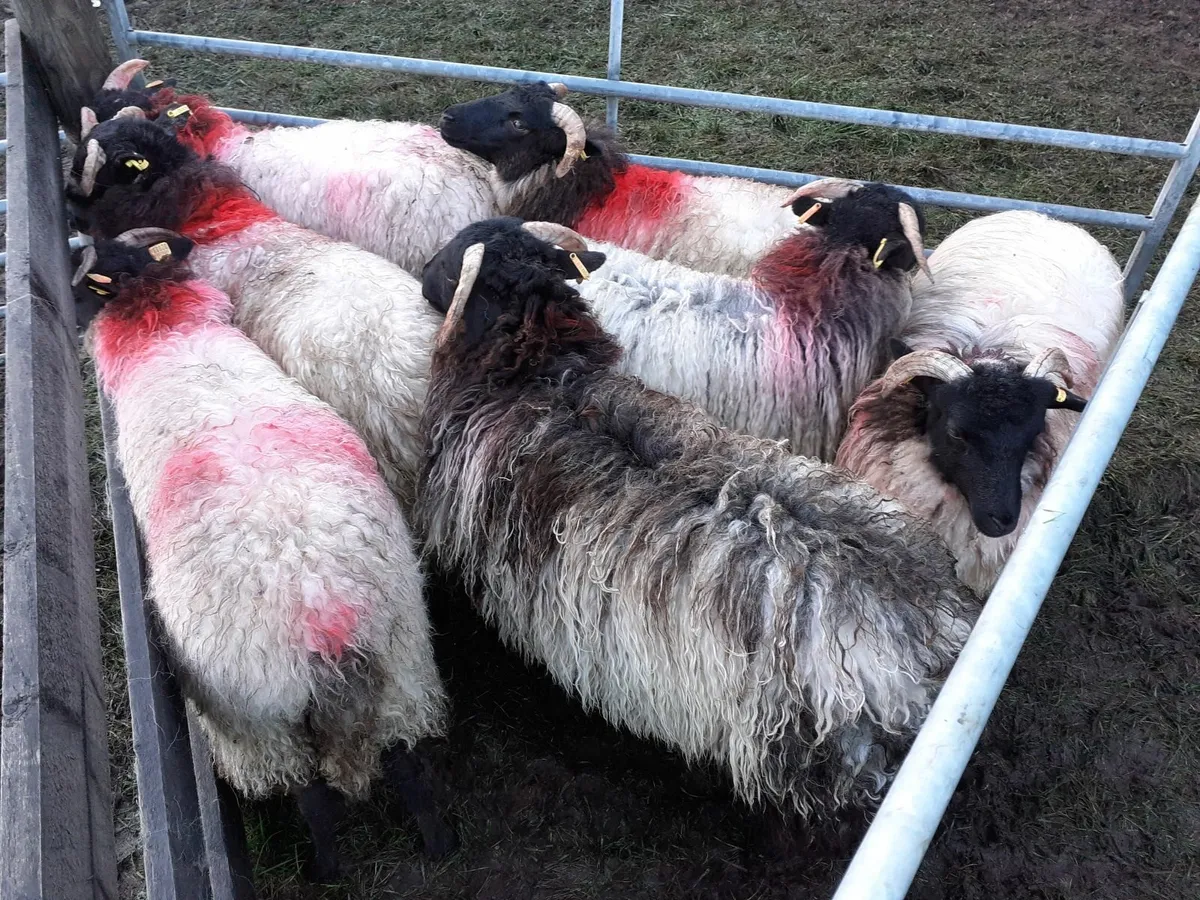 💥 💥💥7 Mayo Connemara Blackface Ewe Lambs💥💥💥 - Image 1