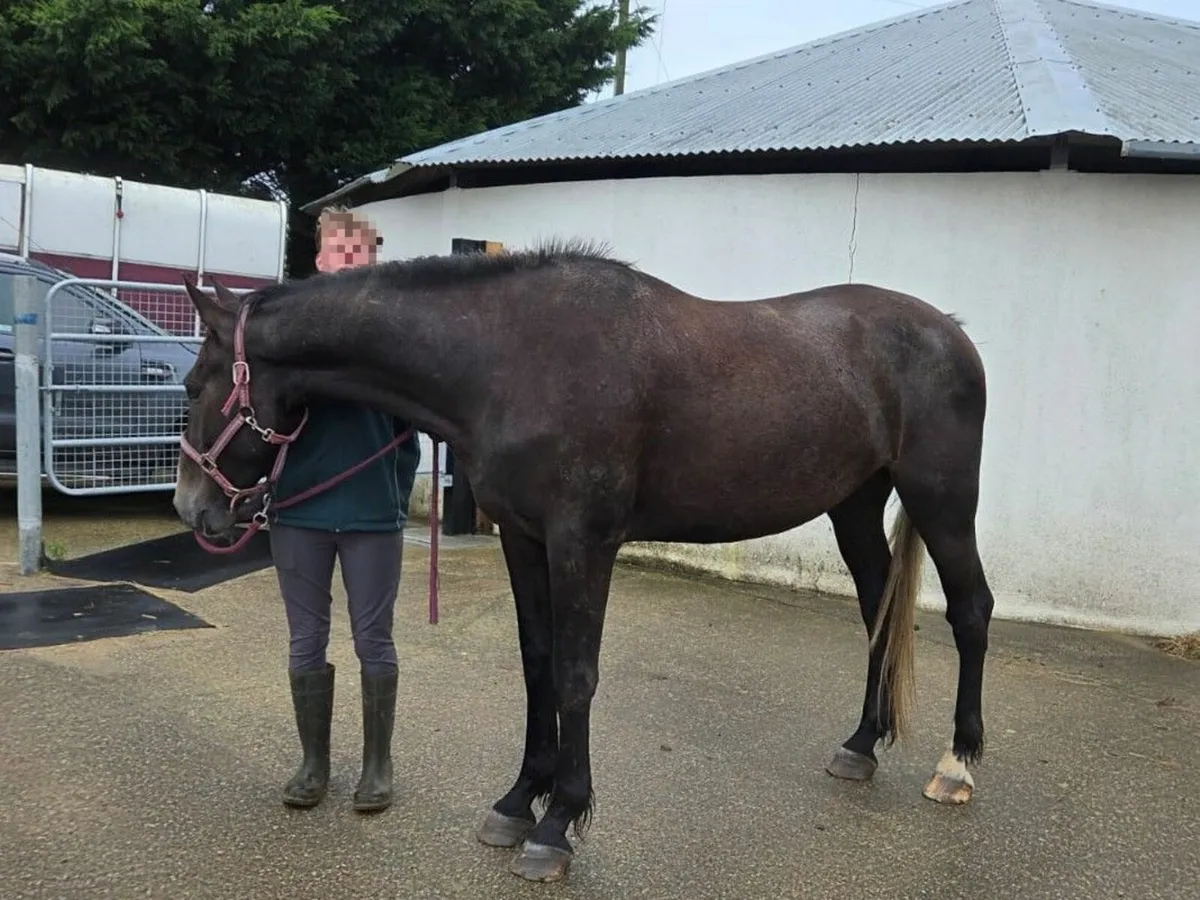 Well-bred  4 y.o.  Gelding 16-2 hh - Image 2