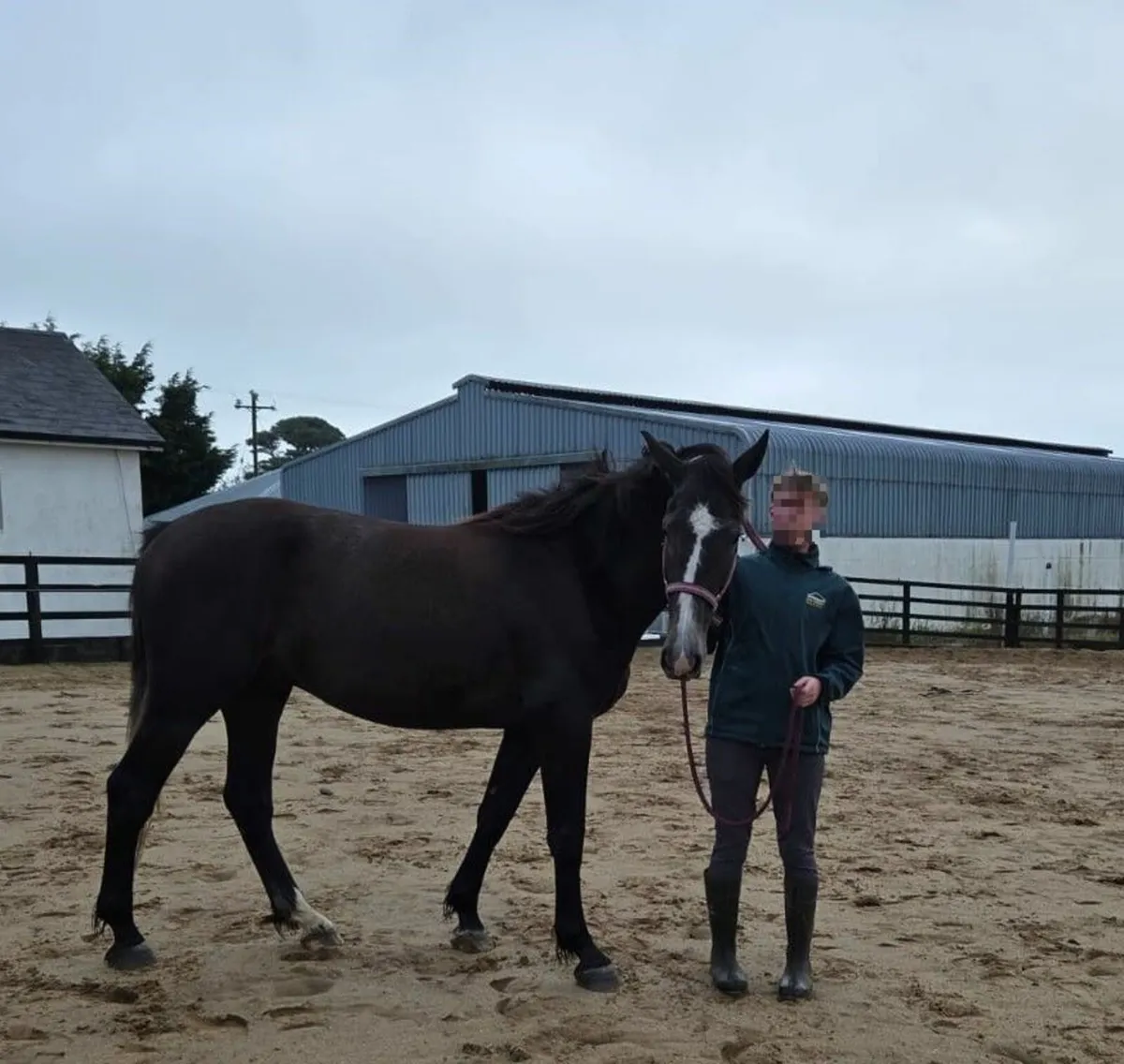 Well-bred  4 y.o.  Gelding 16-2 hh - Image 3