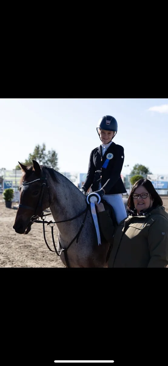 13.2 Show Jumping Pony - Image 1