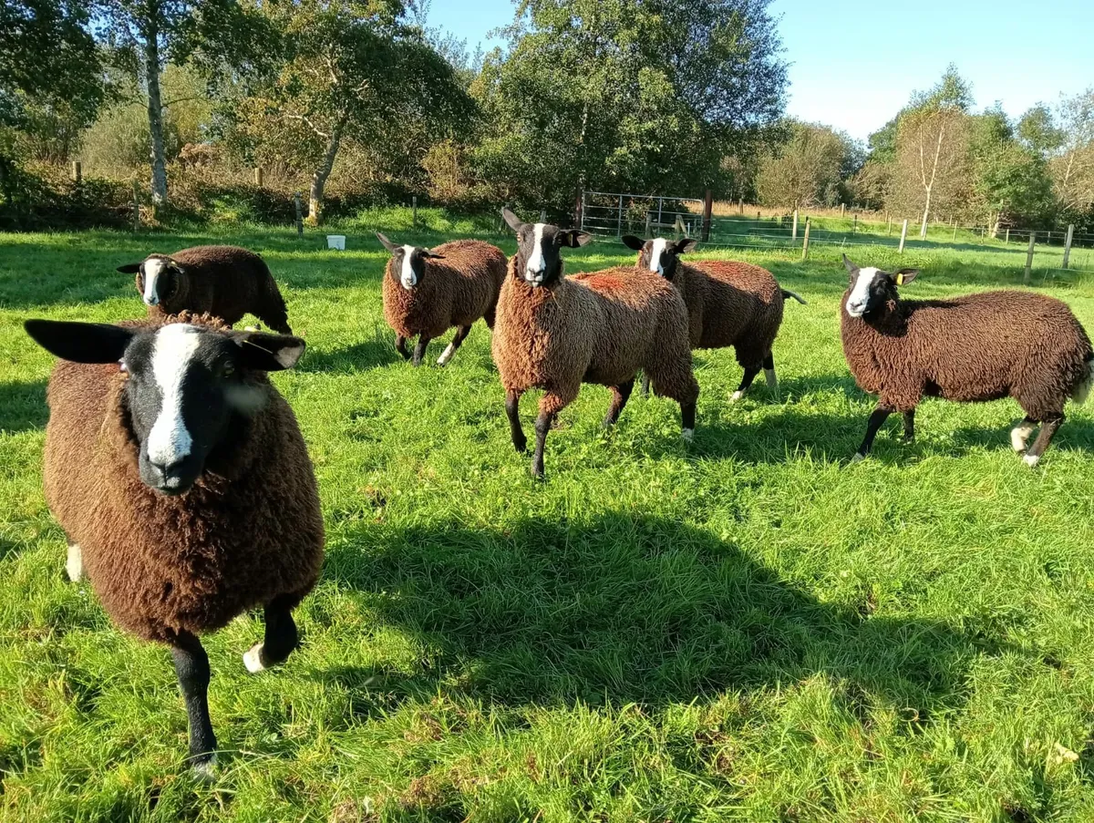 Ewe lambs - Image 4