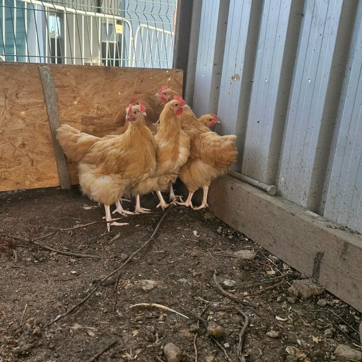 Buff Orprington Roosters - Image 1