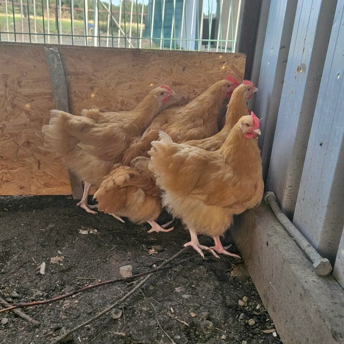 Buff Orprington Roosters - Image 2