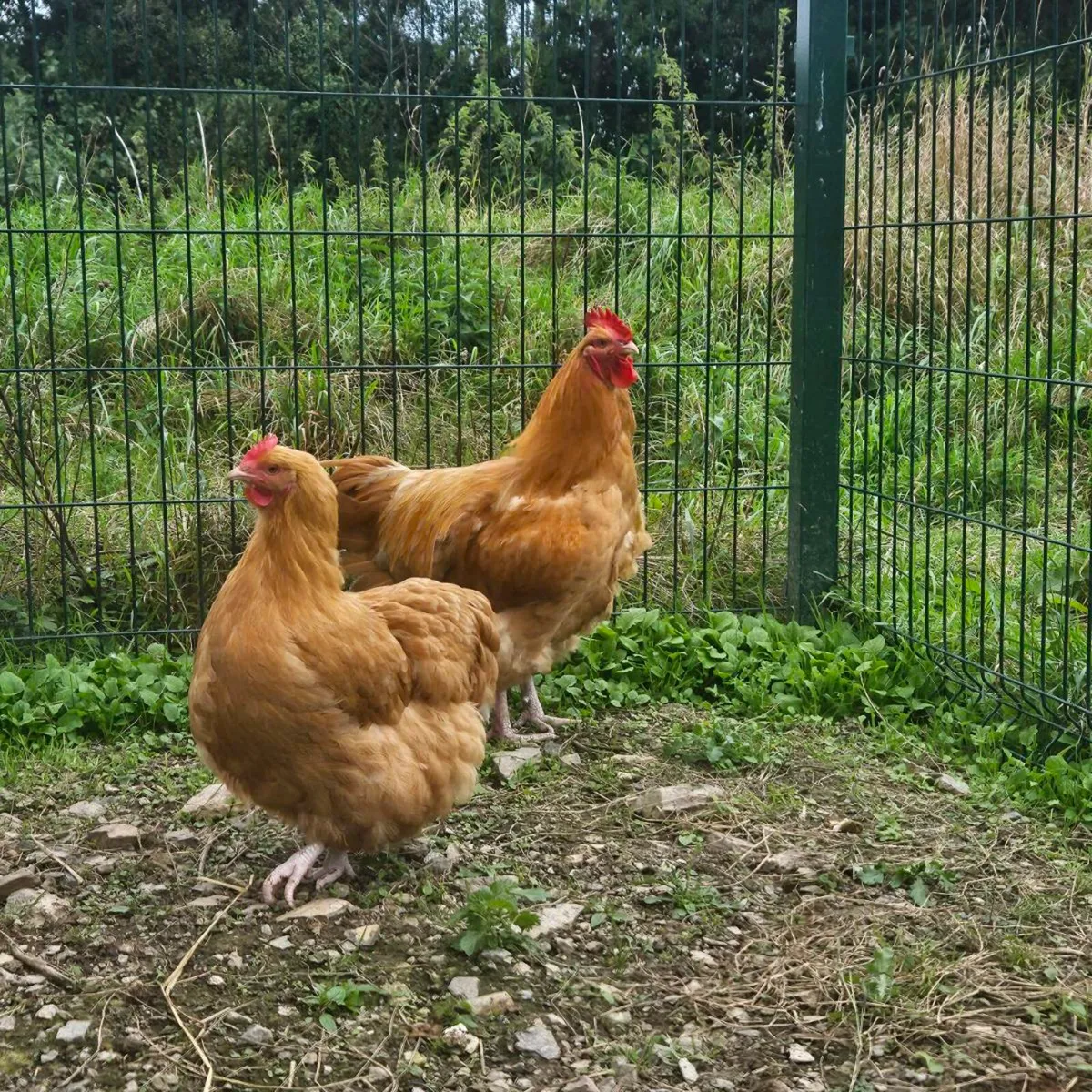 Buff Orprington Roosters - Image 3
