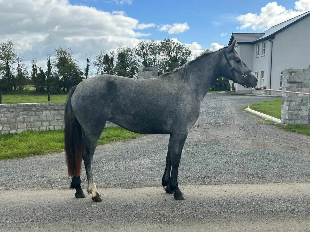 Connemara filly. - Image 2