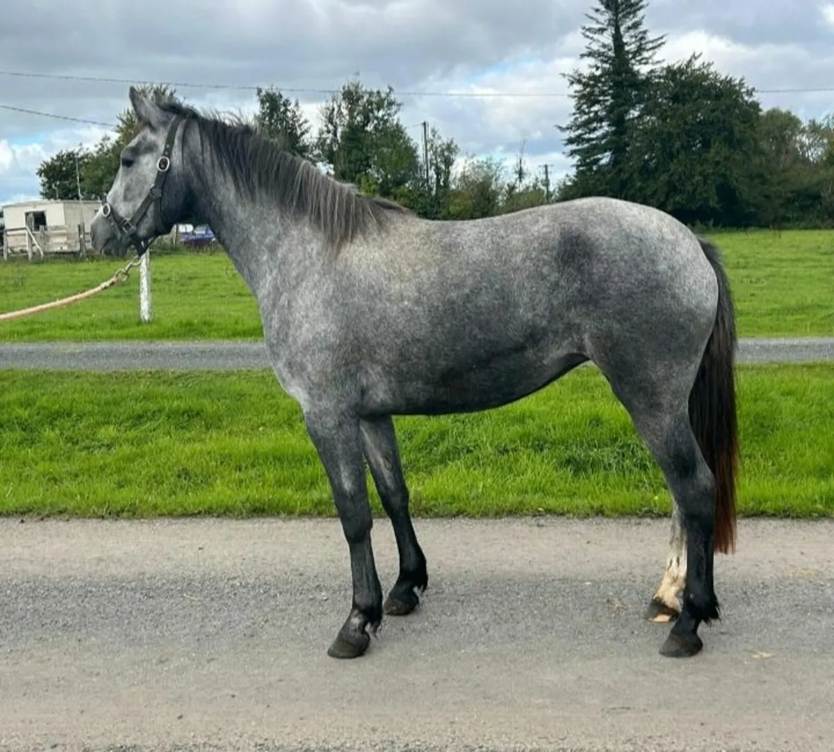 Connemara filly. - Image 3