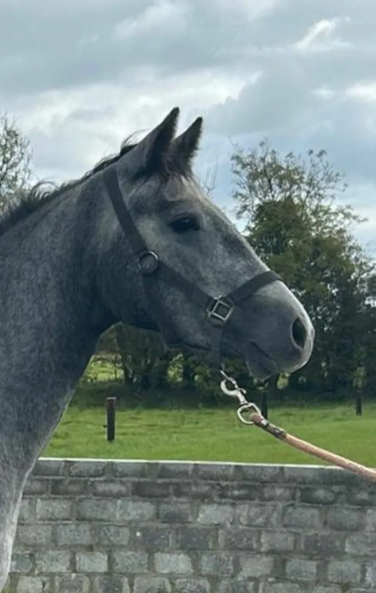 Connemara filly. - Image 4