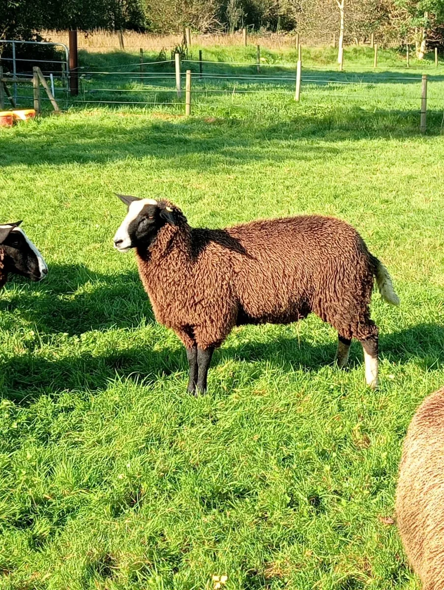 Ewe lambs - Image 1