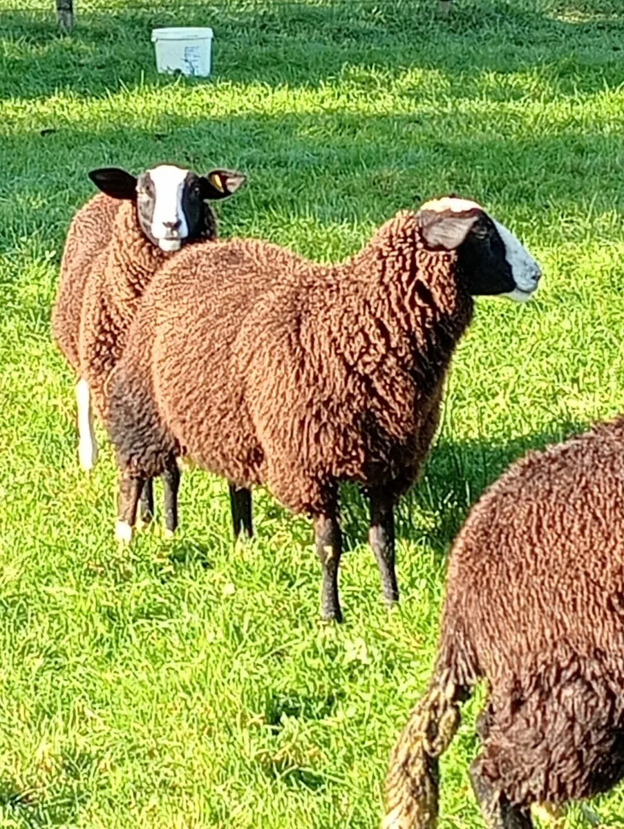 Ewe lambs - Image 2
